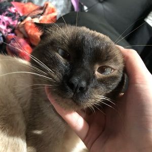 Meet your Posher, Morgan